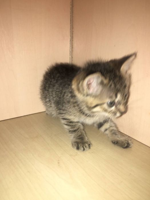 Котята в хорошие руки