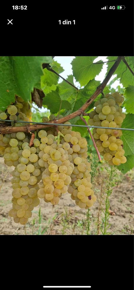 Vand struguri de vin orce soi productie 2025