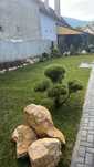Gazon Rulou și plante Decorative