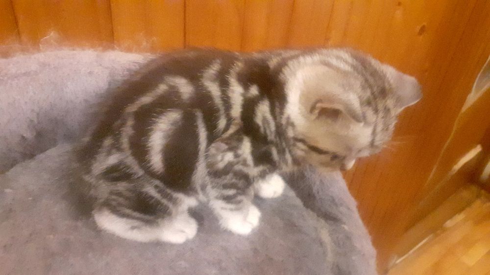 British shorthair silver tabby 3 luni