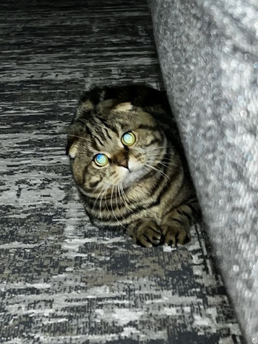 Киз бола мушу кере вязкага. (Мушу сотилмиди)