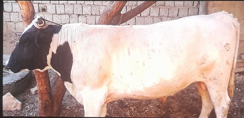 Navos yem yegan Buqqa