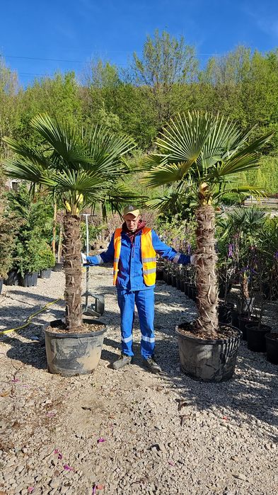 Palmierii trachycarpus Fortunei. Și cycas revolut