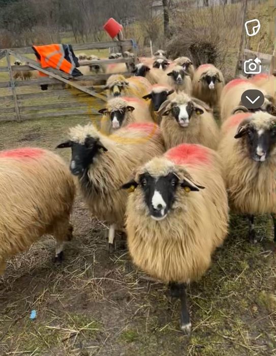 Vând șase oi bune de ținut