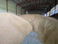 150 tone Grau cu  proteina 15% 2025