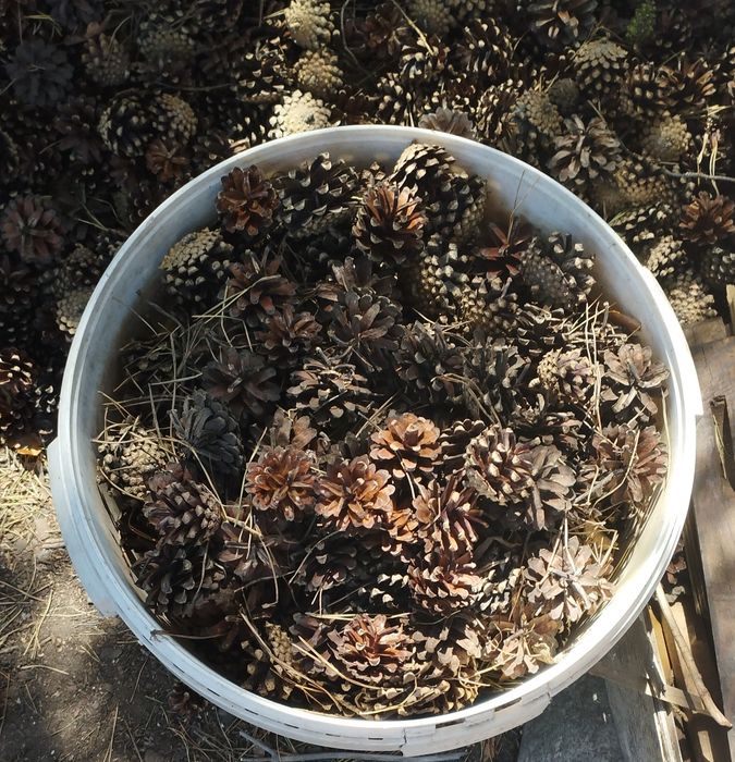 Шишки сосновые продам