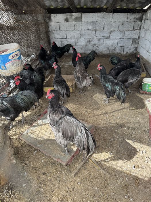 Vând cocoși rasa Australorp