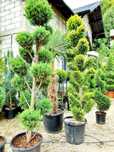 Bonsai, brad argintiiu, tuia, pon pon, palmier, spiralata, glob copaci