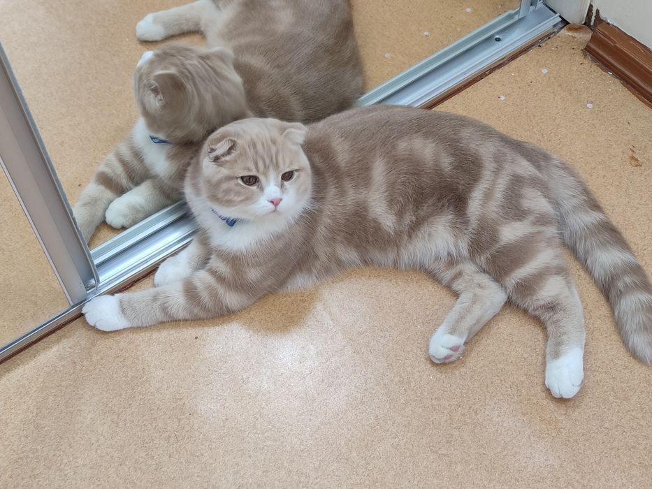 Mushuk scottish fold