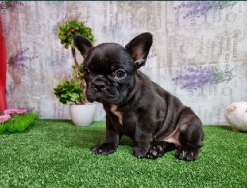Bulldog francez femela
