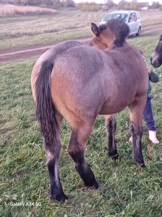 Manze de vanzare de 6 luni