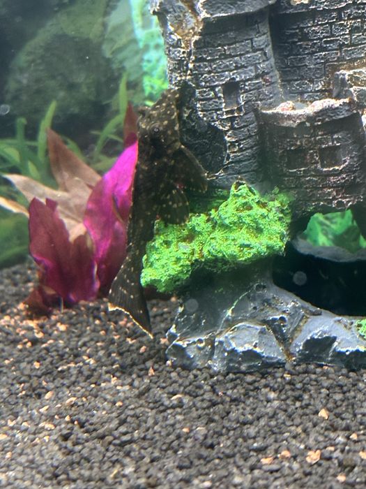 Pesti acvariu sanitari, GIBBICEPS, Craiova! 5-7 cm