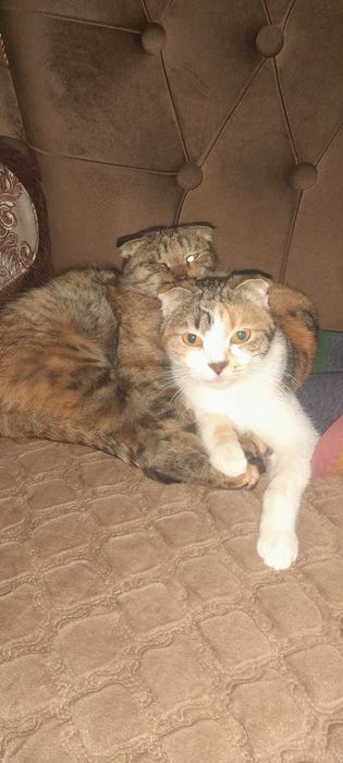 Мушукчалар сотилади