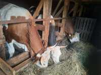 Vaci și junici de vanzare