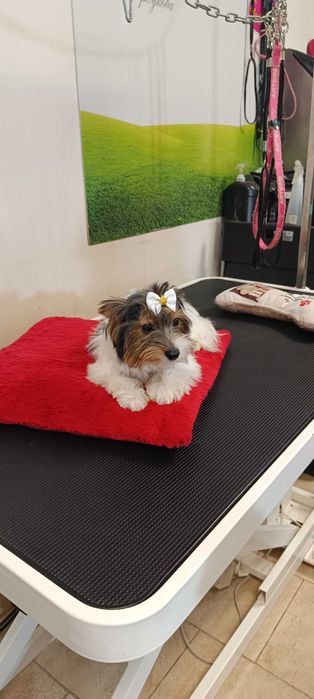 Йоркширски териер- Бивер