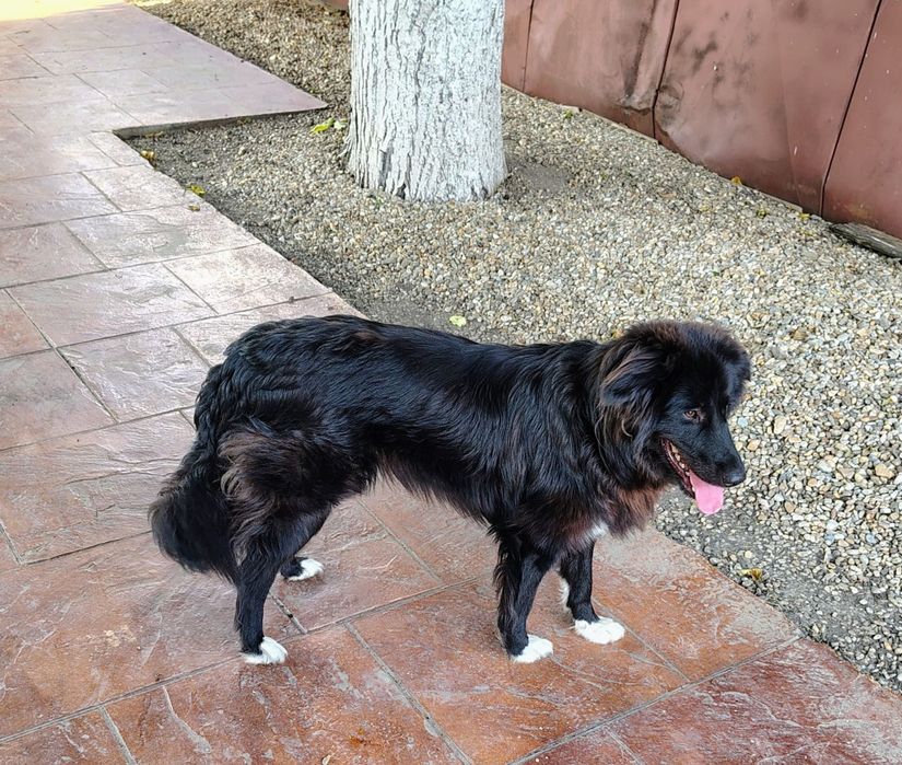 Caine spre adopție