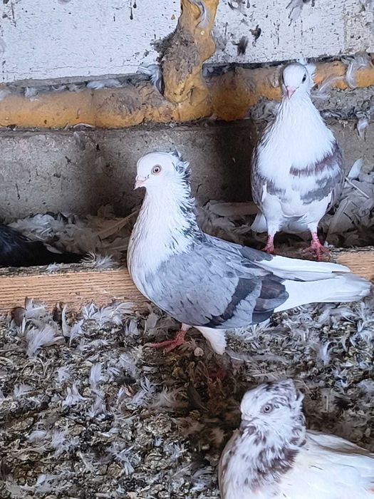 Porumbei jucatori de amara