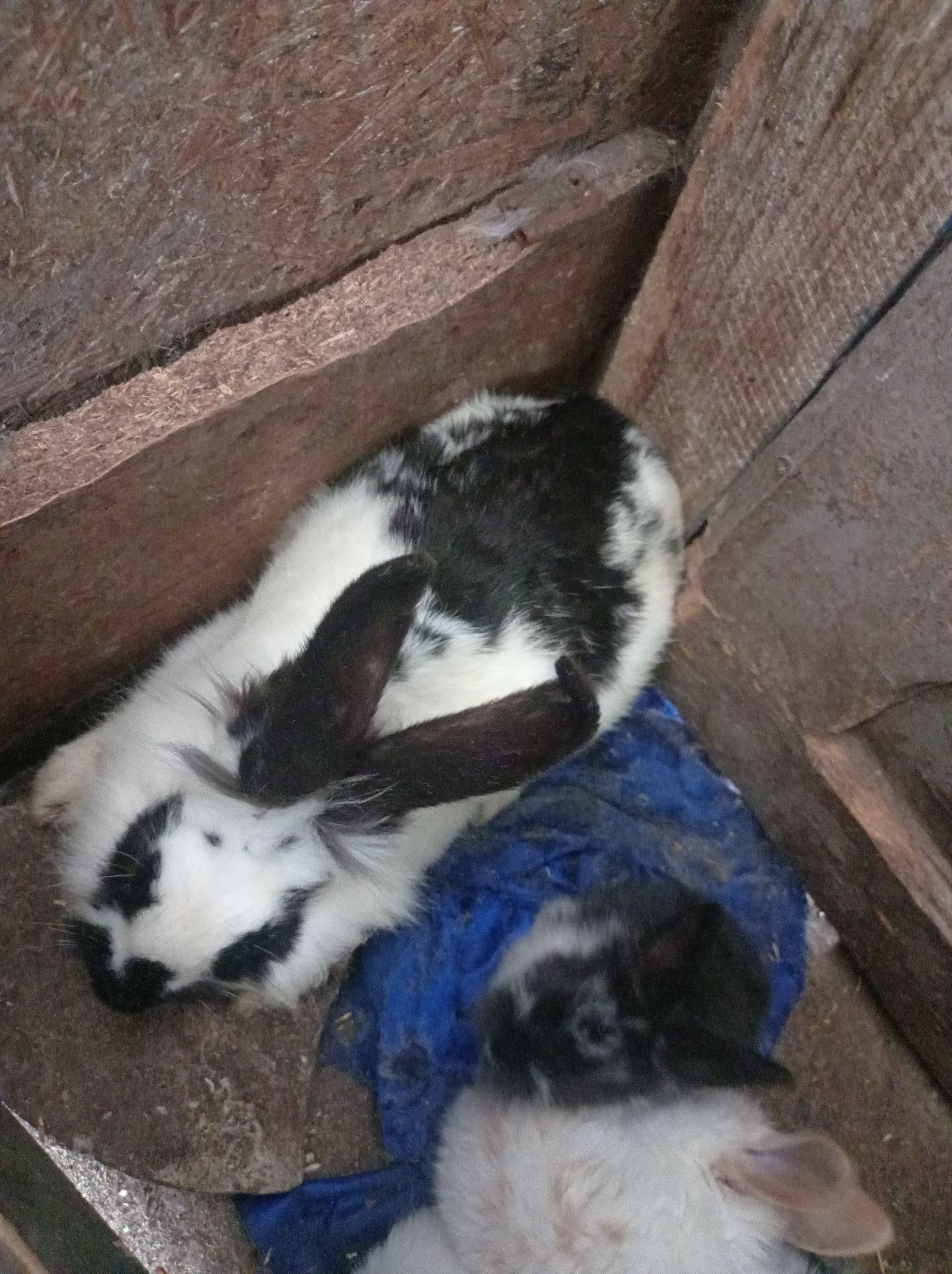 Pui de iepuri pentru copilasi