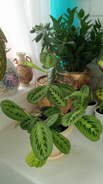 Уютные и Красивые Цветы для Вас