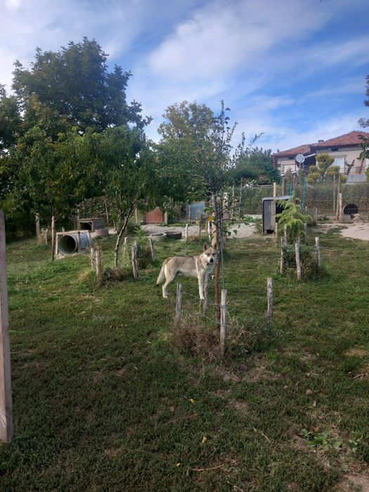 Чехословашки Вълчак