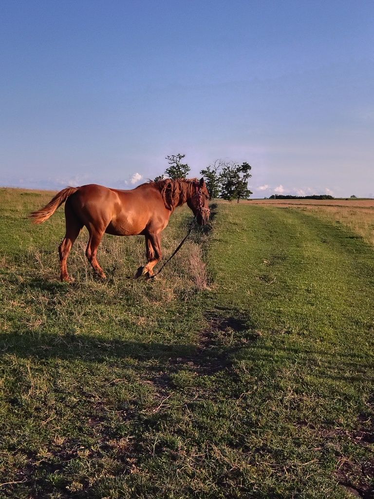 Vând iapă cu sânge rece