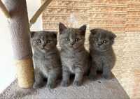 Pisica British/Scottish Shorthair