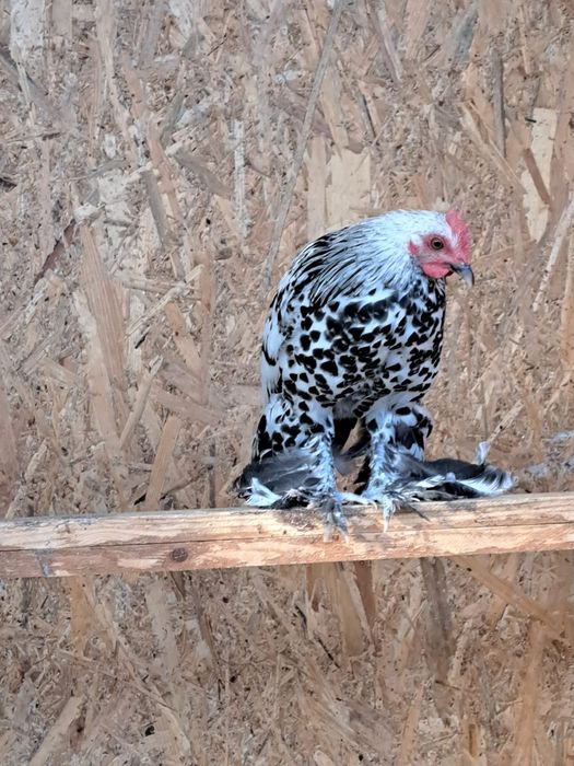 Vând familie mii de flori.