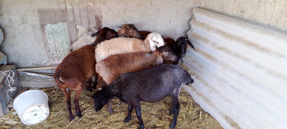 2ta urg'ochi 3ta erkak qazoqi. yetkazib berish xam bor