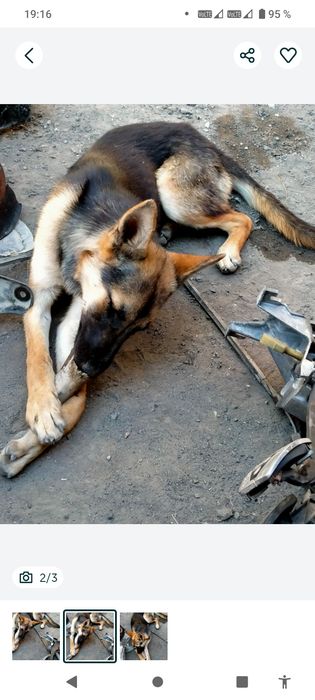 Продам немецкую собаку овчарка девочка сучка