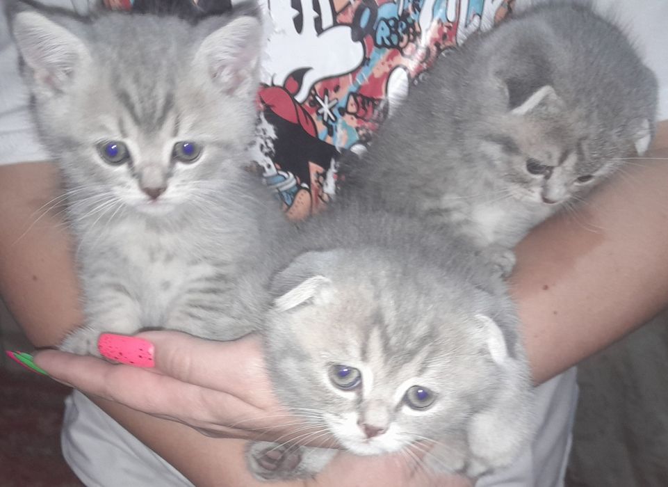 Шотландские котята
