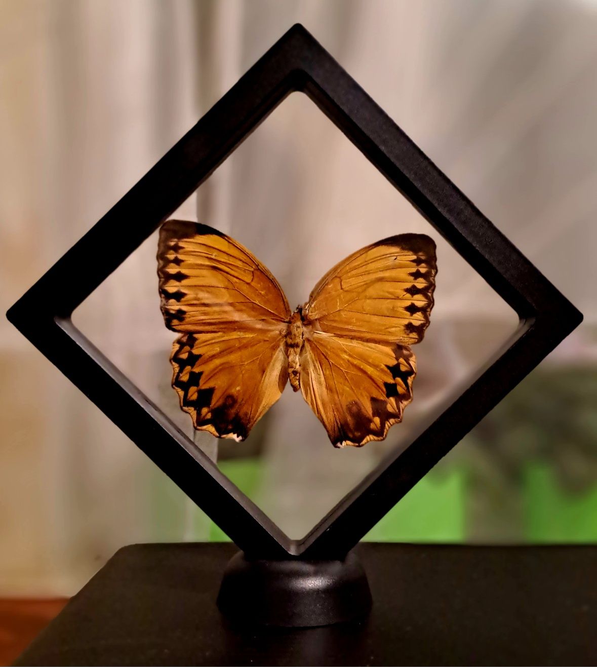 Настоящая бабочка в рамке