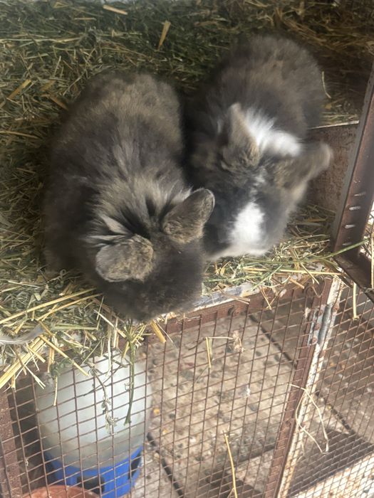 De vanzare iepurii cap de leu