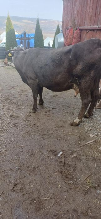 Vând. vaca  bună