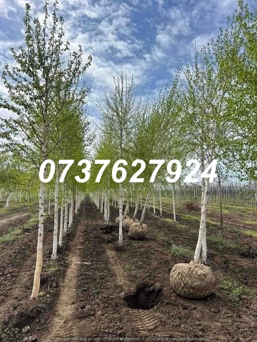 Carpen, Mesteacăn, Arțar | Plante La Balot | Poze Video