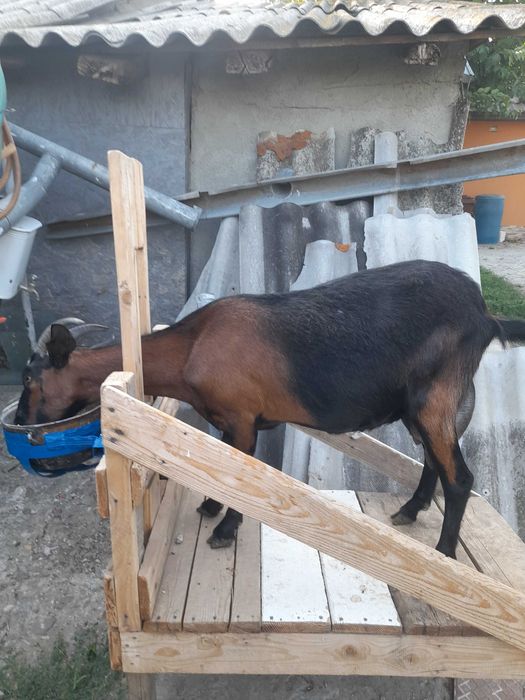 Capră  si țap  de rasă