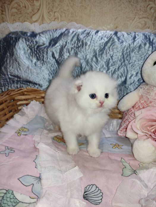 Продается шикарный белоснежный котенок мальчик