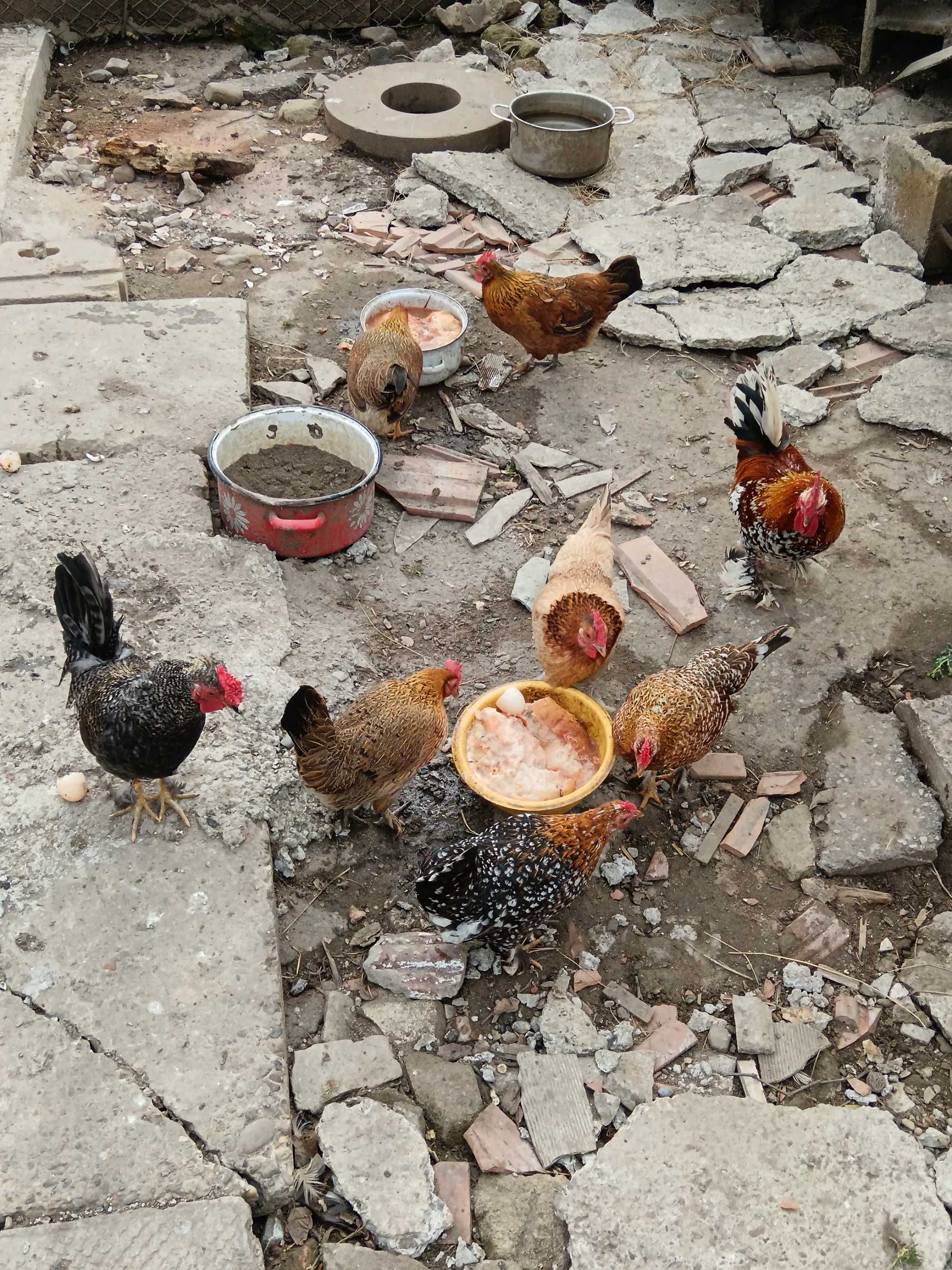Vând găini pitice diferite vârste și culori