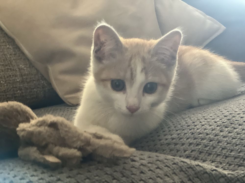 Котенок 3 месяца