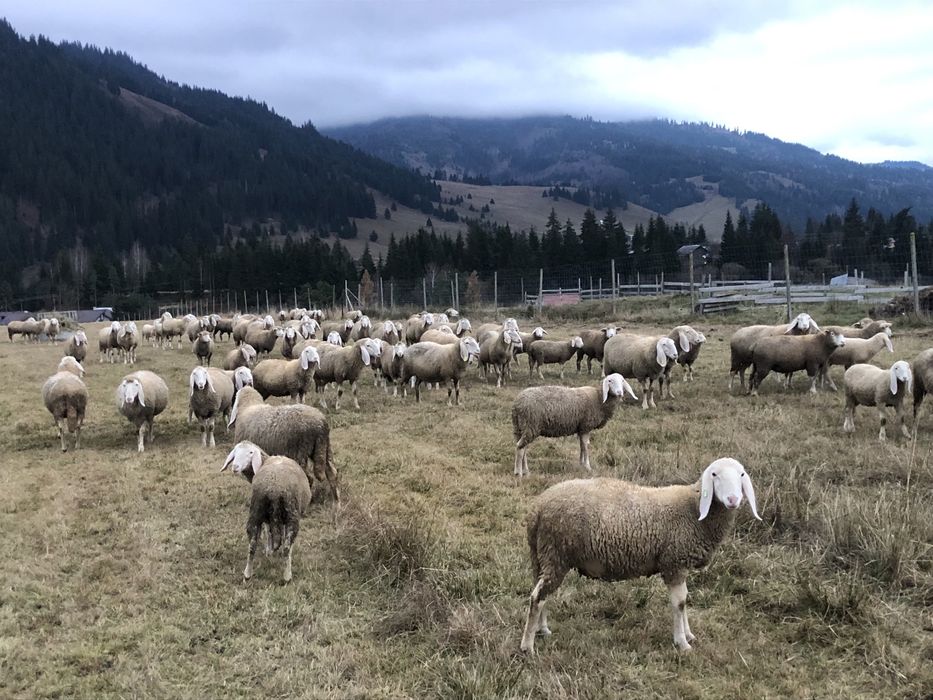 Vând berbecuți Bergamasca