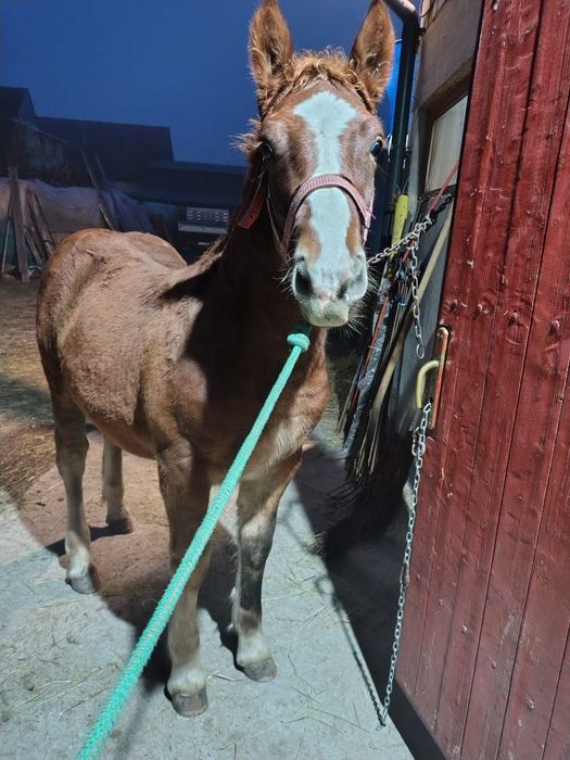 Vând mânz de 5 luni