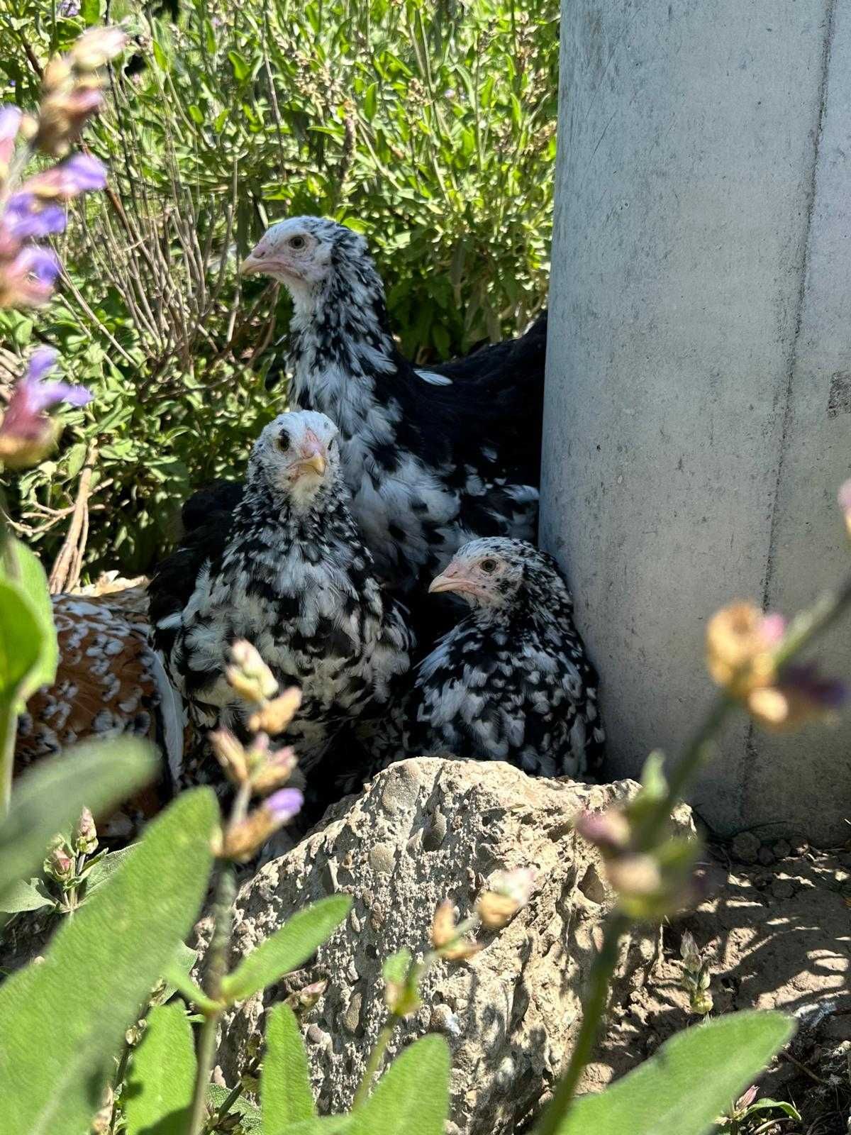 Oua Incubat, Pui si Familii (2+1) Brahma Rasa Pura