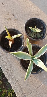 Plante Agave Americana