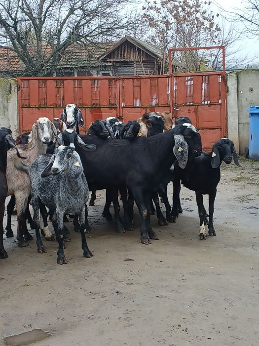 Vând 3 țapi și 14 capre anglonubiene