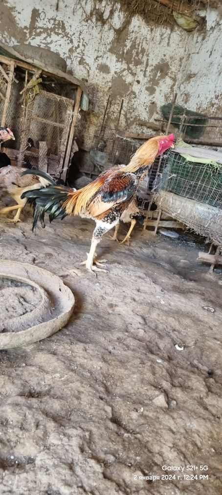 Shamo tulakla sotladi toza qon