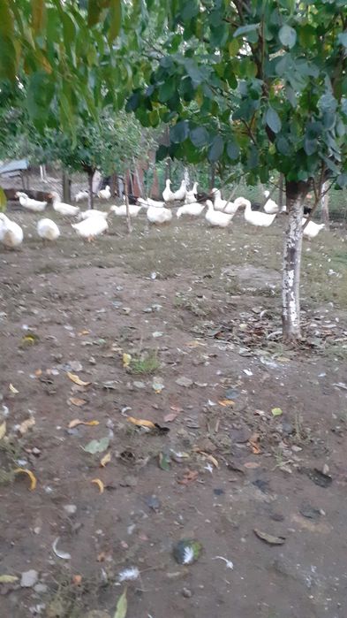 Vind rate tinere , albe , rasa Pekin