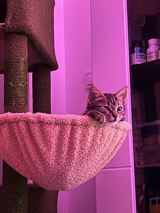 котенце търси дом