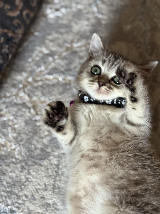 Britaniski Shinshila sotiladi zoti toza narxalani kelishamz