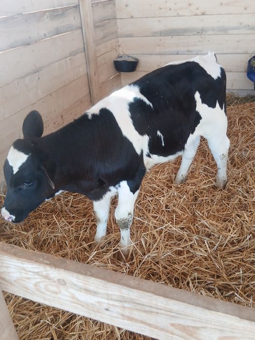 Se vinde 3 taurasi și 1 vitea