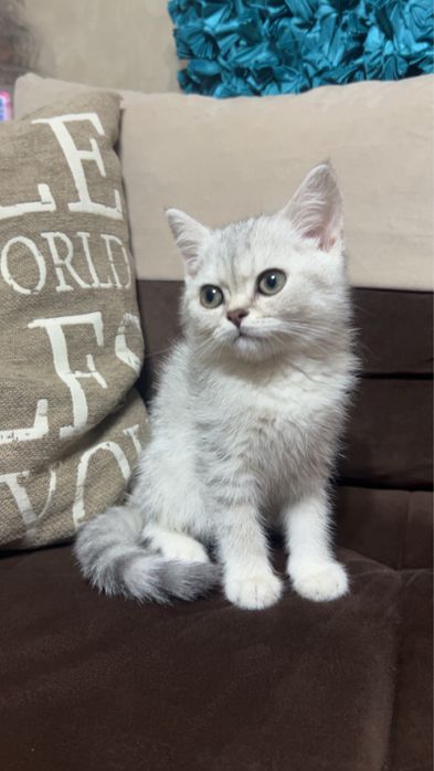 Британска чистокръвна сребърна чинчила