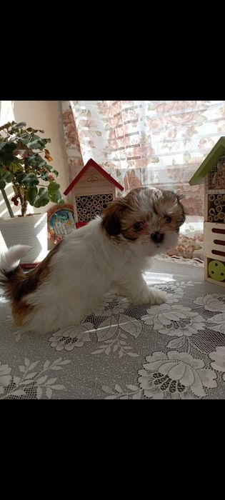 Vând pui shih tzu
